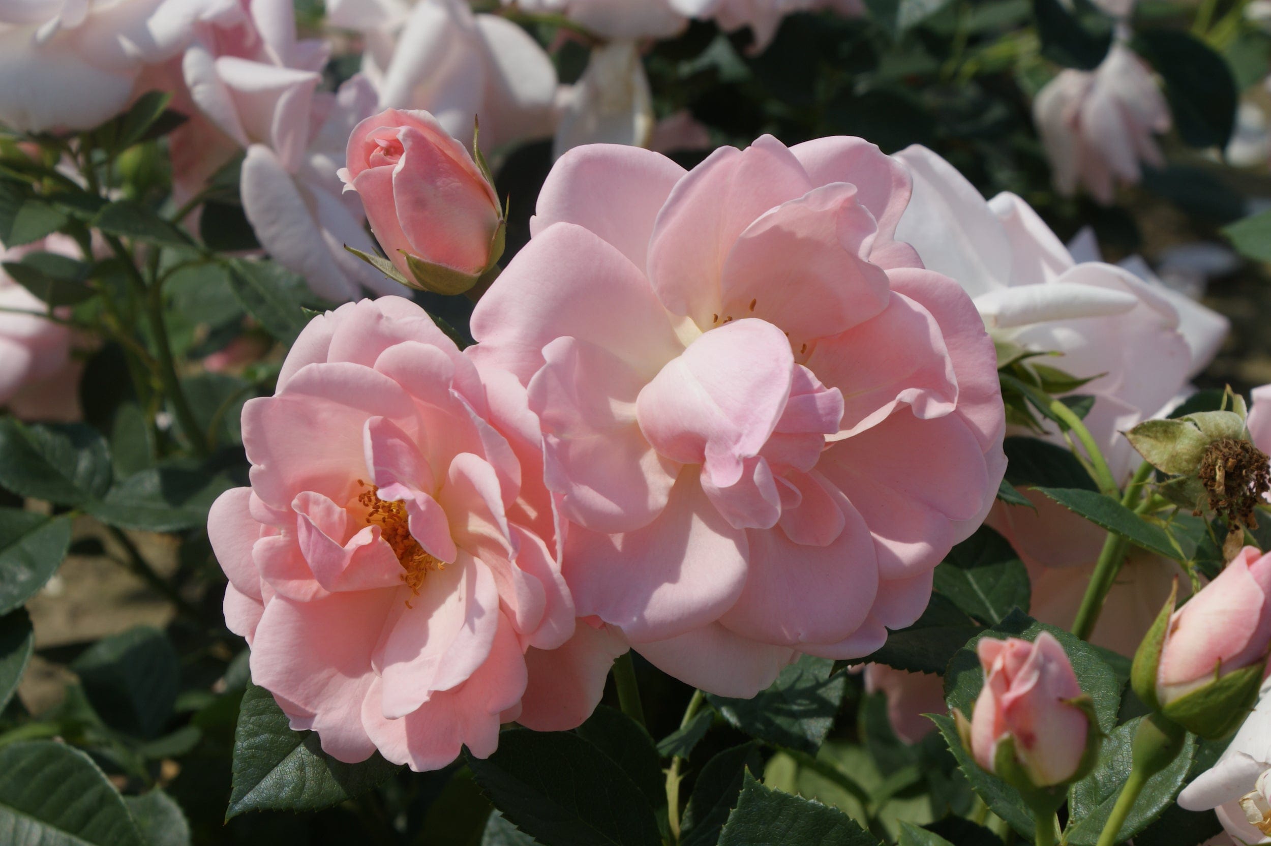 Rose 'Astrid Lindgren™'